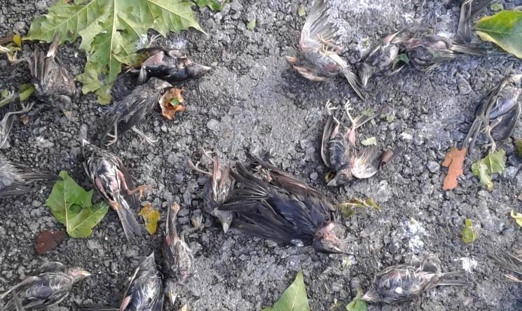 Masovno stradanje ptica usljed nevremena zabilježeno u Čapljini