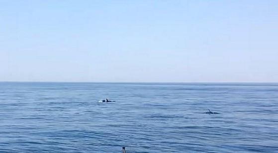 Delfini uljepšali krstarenje crnogorskom obalom