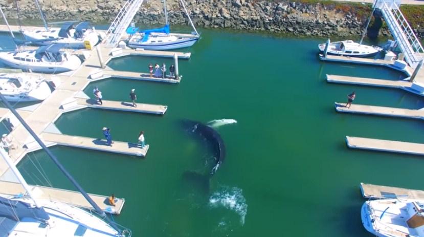 Veliki kit zalutao u plićak i zaglavio se u marini sa luksuznim jahtama