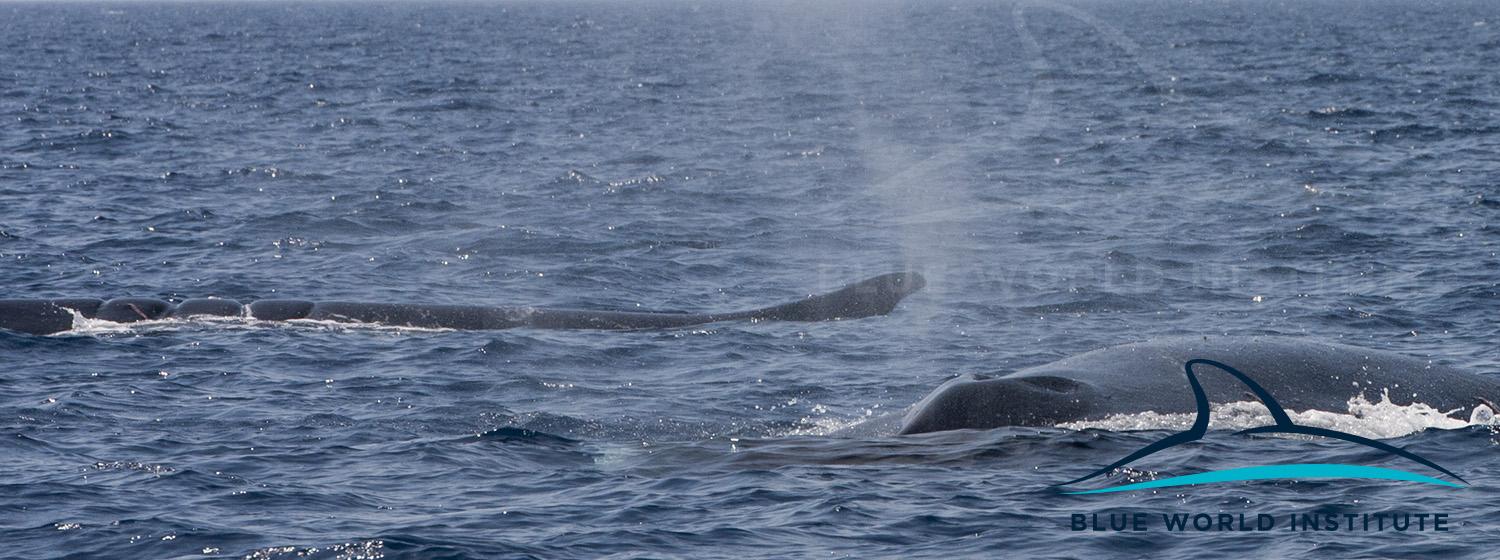 Blue World Institut: Dva velika kita viđena kod Lošinja