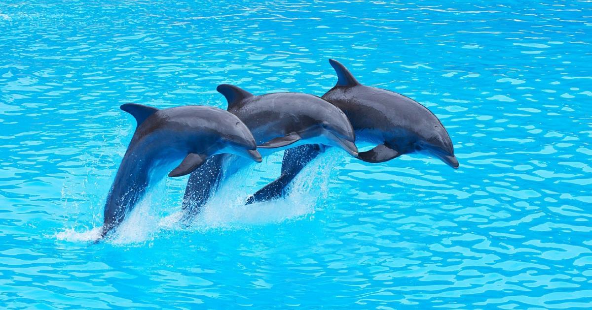 Ovo je novi dokaz da su delfini inteligentna stvorenja