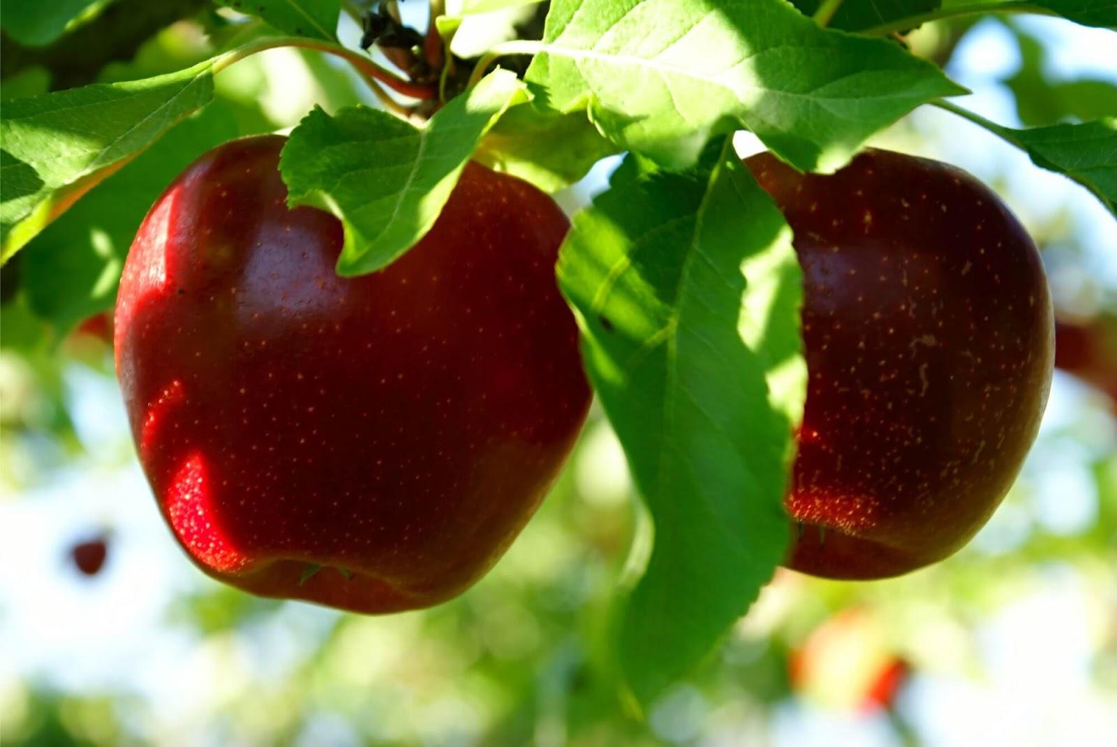 Ruska Federacija zabranila uvoz jabuka firme iz Gradačca