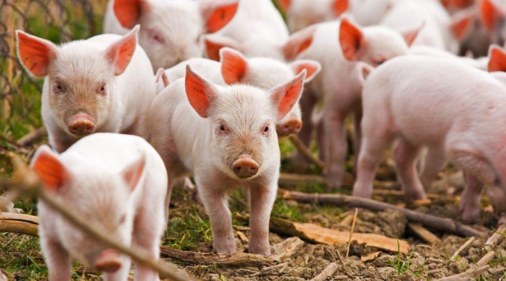 Danska: Broj svinja premašuje broj stanovnika