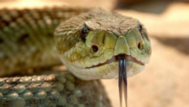Teksas: Ujela ga zmija nakon što joj je odsjekao glavu!