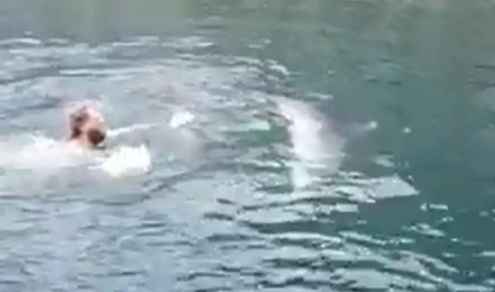 Pogledajte kako izgleda plivanje sa delfinom u Bokokotorskom zalivu