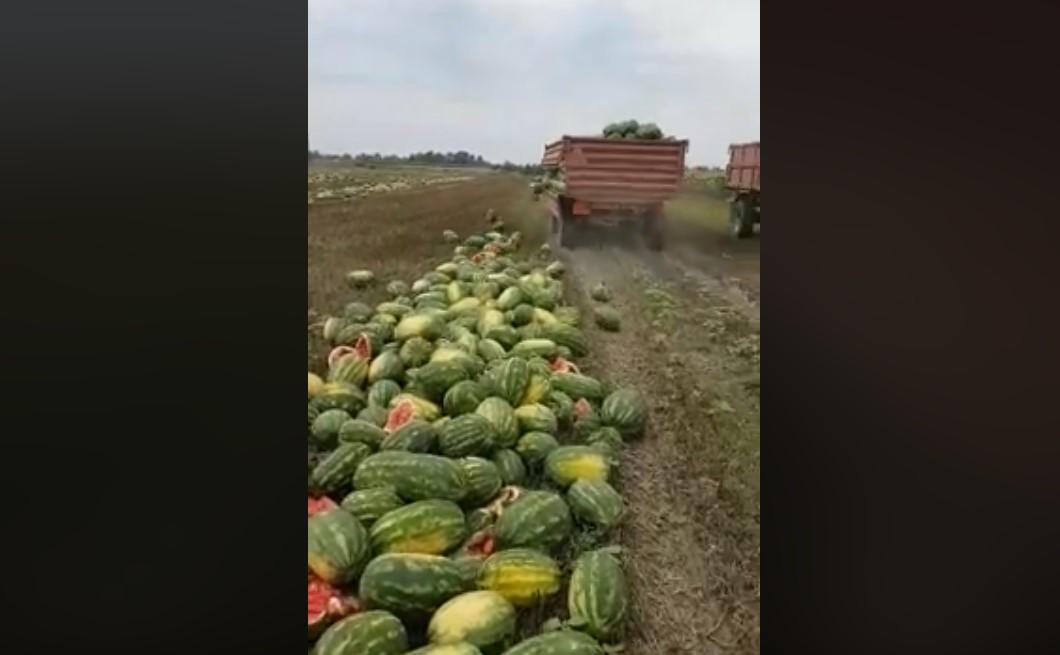 Uvozi se iz Maroka, Albanije i Grčke: Hrvat bacio 25 tona lubenica jer ih nema kome prodati