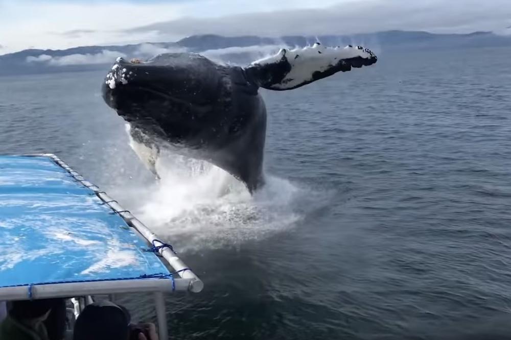 Posmatrali kitove: Ogromna neman odjednom iskočila iz vode, brodić se umalo prevrnuo