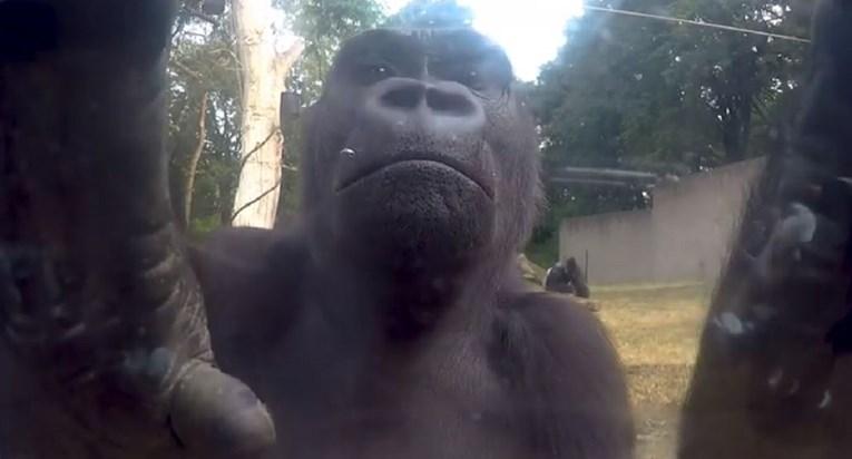 Dvije gorile našle skrivenu kameru u svojoj nastambi, njihova reakcija je fascinantna
