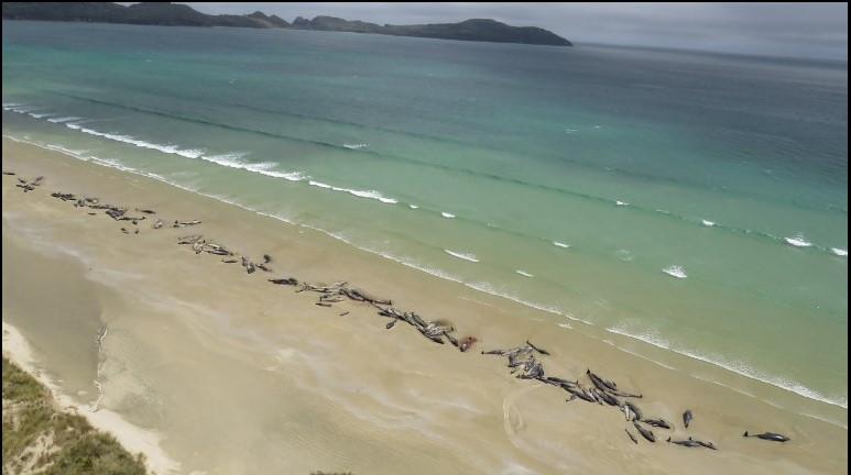 145 delfina nasukalo se na Novom Zelandu, svi su uginuli