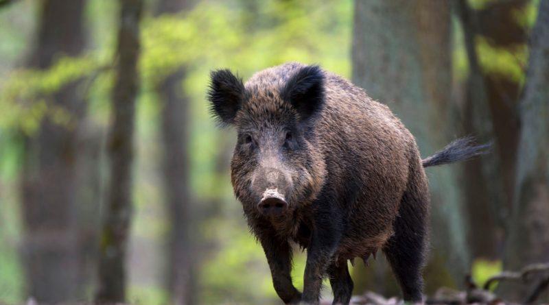 Vlada u Poljskoj planira masovne likvidacije divljih svinja