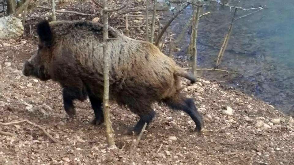 Duvanjskim lovcima zabranjen lov na divlje svinje