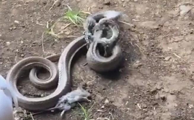 Nevjerovatan video: Zmija se spremala pojesti štakora, pojavila se veća i pojela nju