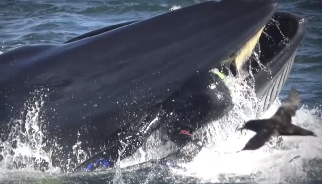 Šokantan snimak: Snimao ribe, a onda se pojavio ogroman kit i umalo ga progutao