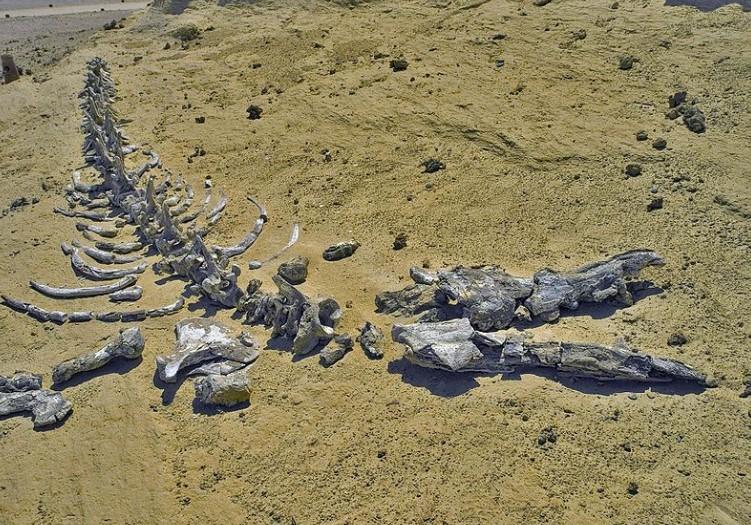 Otkriven fosil kita star 43 miliona godina - Avaz