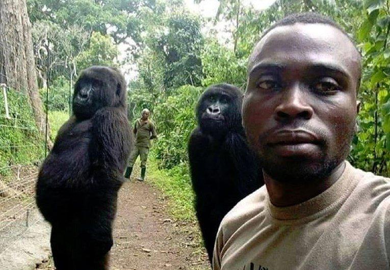 Čuvar parka iz Konga objasnio kako je nastao selfi sa gorilama