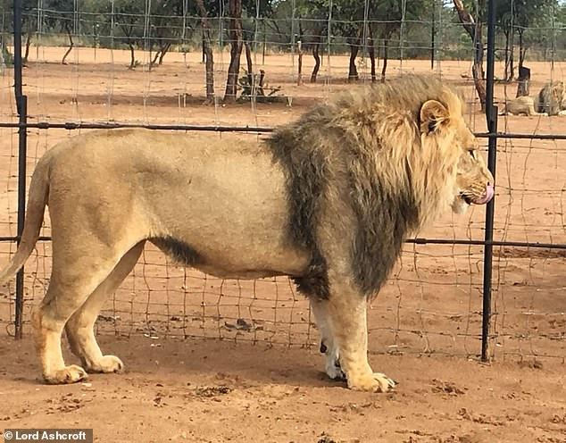 Takozvani lovci plaćaju hiljade funti da ubiju lava iz blizine - Avaz