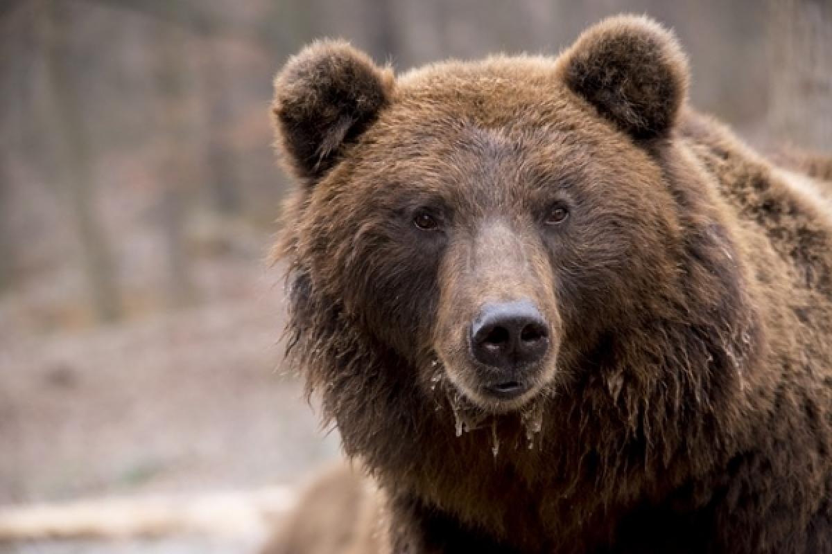 Poznati lovac Đilda, umjesto puške, podigao kameru i snimio medvjede na Pobilju