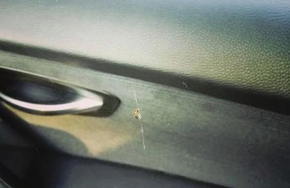 Žena vidjela pauka u automobilu - Avaz