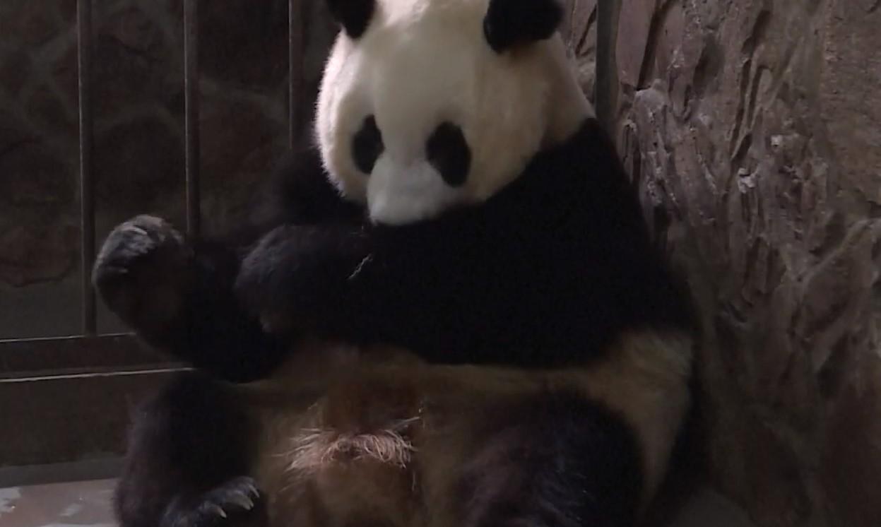 Ženka pande rodila mladunče teško 42,8 grama - Avaz