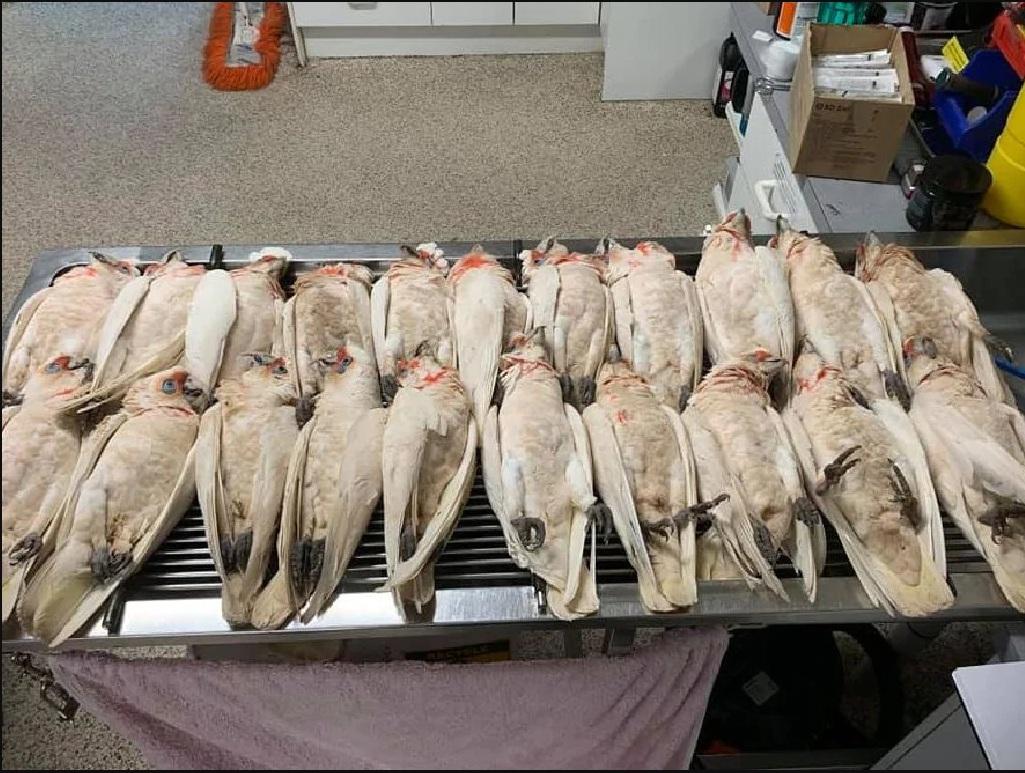 Misteriozna smrt ptica u predgrađu Adelejda
