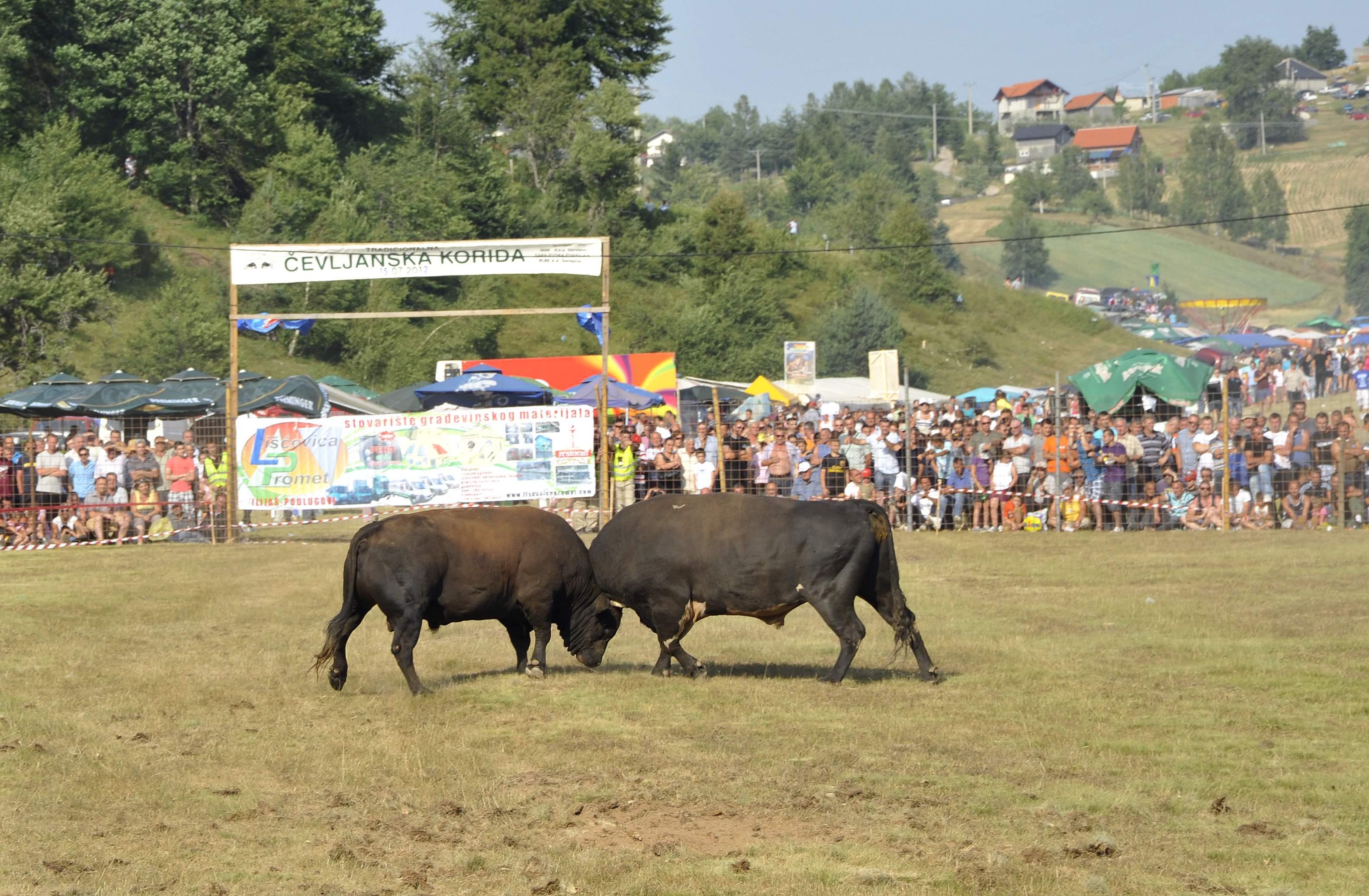 Na Čevljanovićima će se danas boriti 16 bikova