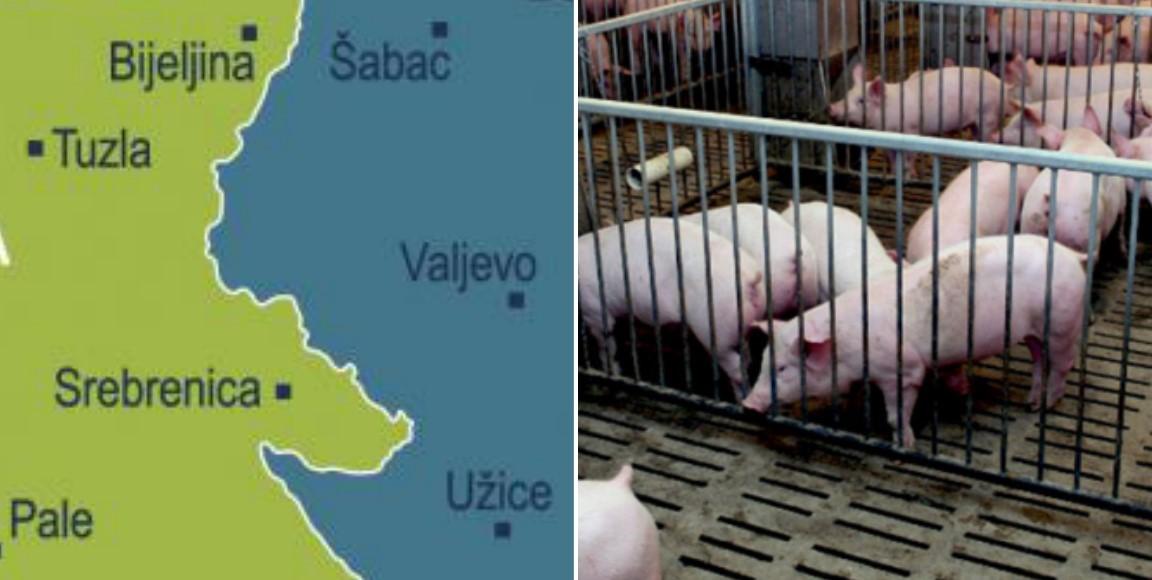 Zatražena pojačana kontrola na granici sa Srbijom zbog afričke kuge svinja