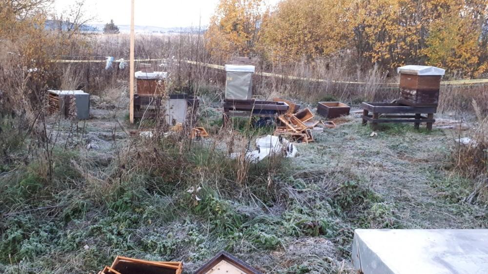 Kupres: Medvjed ponovo uništio košnice - Avaz