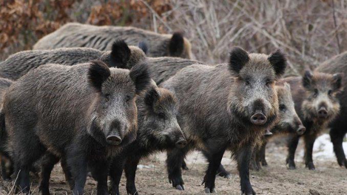 Slučaj kod sela Vranjeva: Krdo divljih svinja unakazilo muškarca