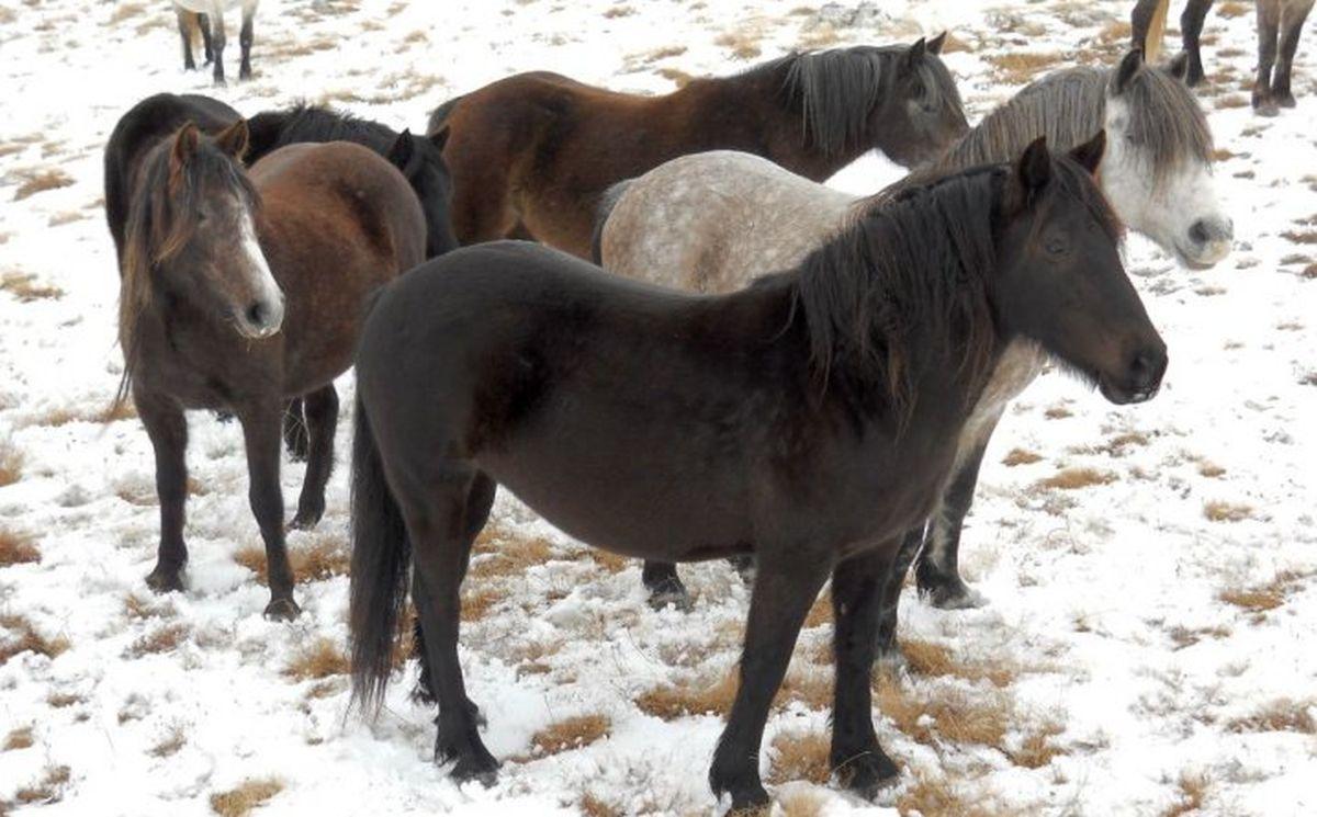 Više od 700 livanjskih divljih konja obitava na visoravni Krug - Avaz