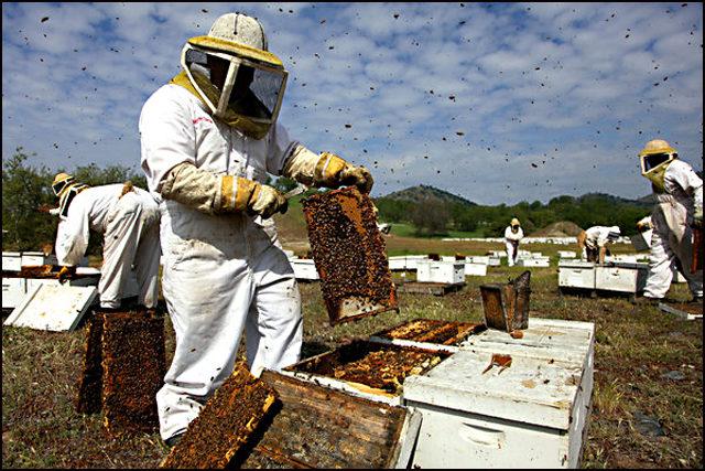 Pčele su sigurne, a koronavirus ne može se prenijeti medom