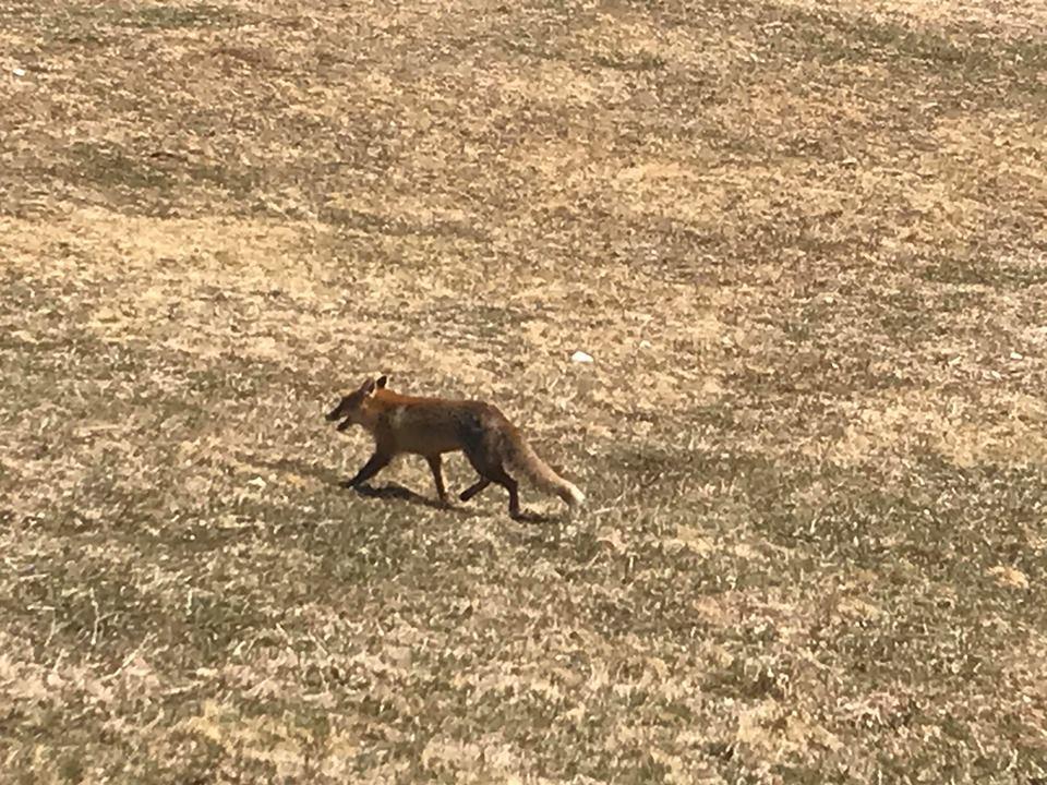 Lisica na Malom polju - Avaz