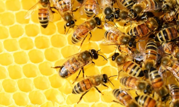 Beč ima 456 različitih vrsta divljih pčela - Avaz