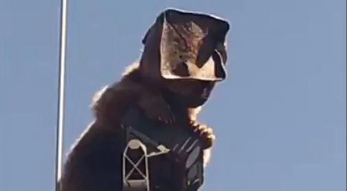Medvjed s kutijom na glavi završio na banderi