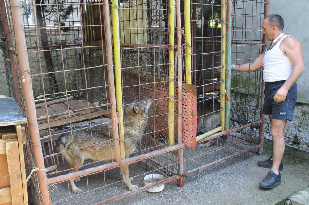 Neobična potjera u Podgorici: Šinteri uhvatili vuka i vratili ga u kavez