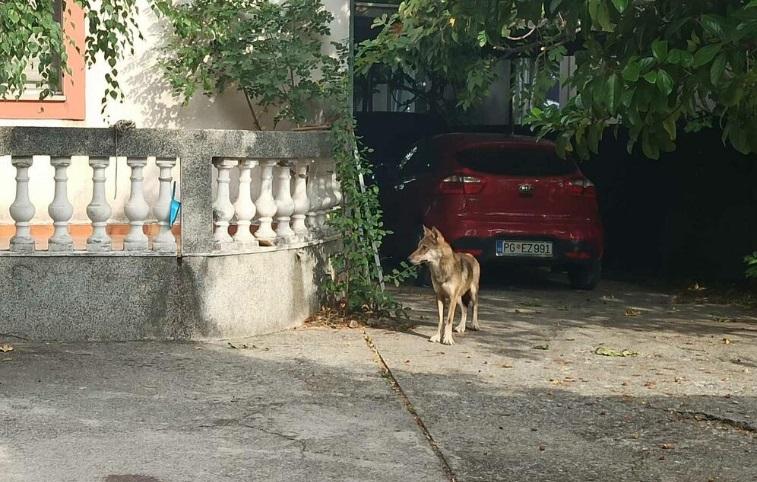 Uhvaćen vuk koji je uskočio u dvorište porodične kuće u Podgorici