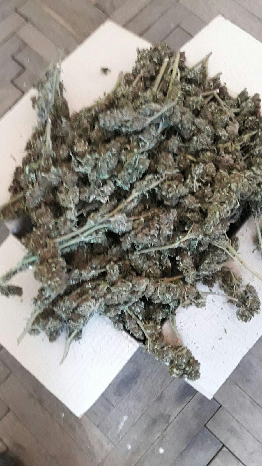 U stanu pronađeno više od kilogram marihuane