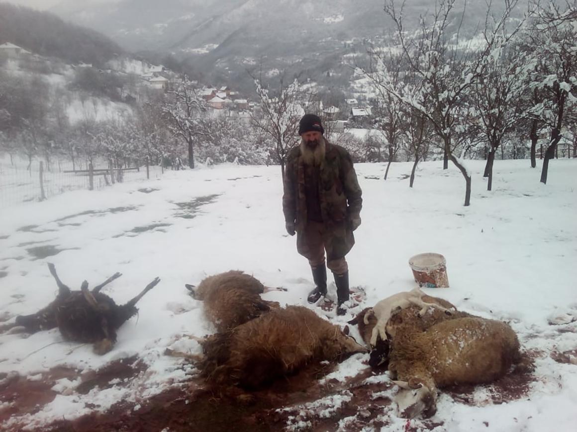 Jeziv prizor: Dževad Ćosović izgubio stado ovaca, petočlana porodica ostala bez izvora prihoda