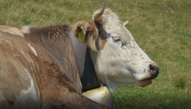 Crnogorka kupila kravu kriptovalutom, dala joj i neobično ime