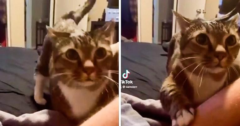 Snimak mačka kako traži od vlasnika da ga pomiluje hit je na internetu