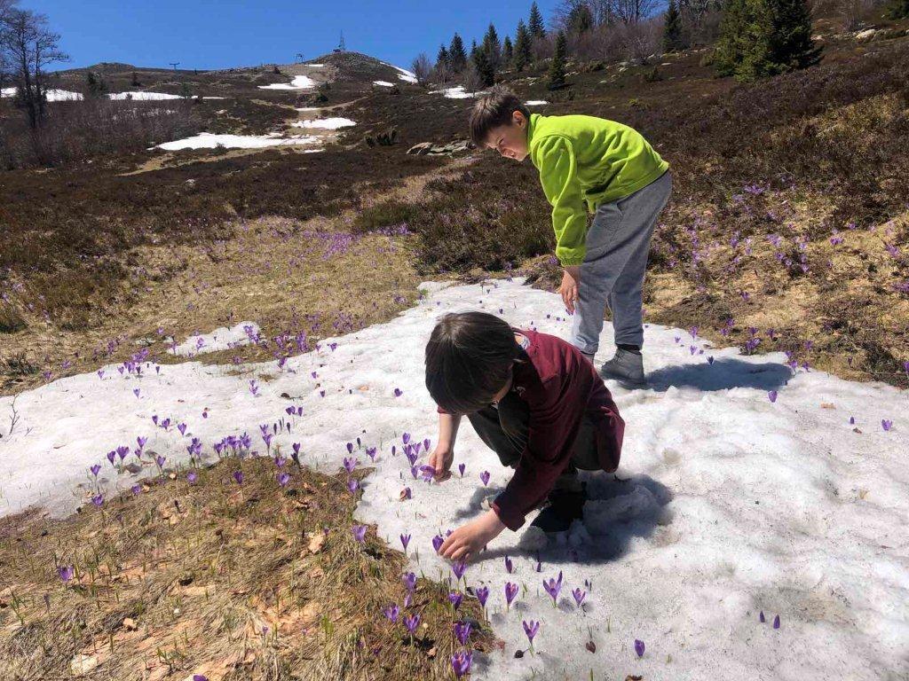 Skijalište iznad Fojnice: Cvjetovi kaćuna "izvirili" ispod snijega