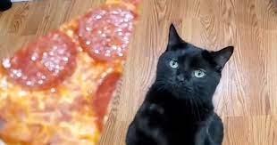Vlasnica mačku ponudila komad pizze, njegova reakcija je urnebesna