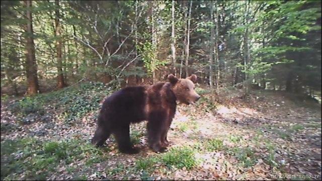 Drama na planini Goliji: Poštara presreo medvjed, on počeo da viče i bježi