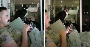 Vlasnica naučila mačke da je vrijeme za jelo kad se oglasi alarm