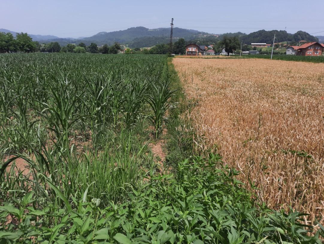 Kukuruz najugroženija poljoprivre dna kultura - Avaz