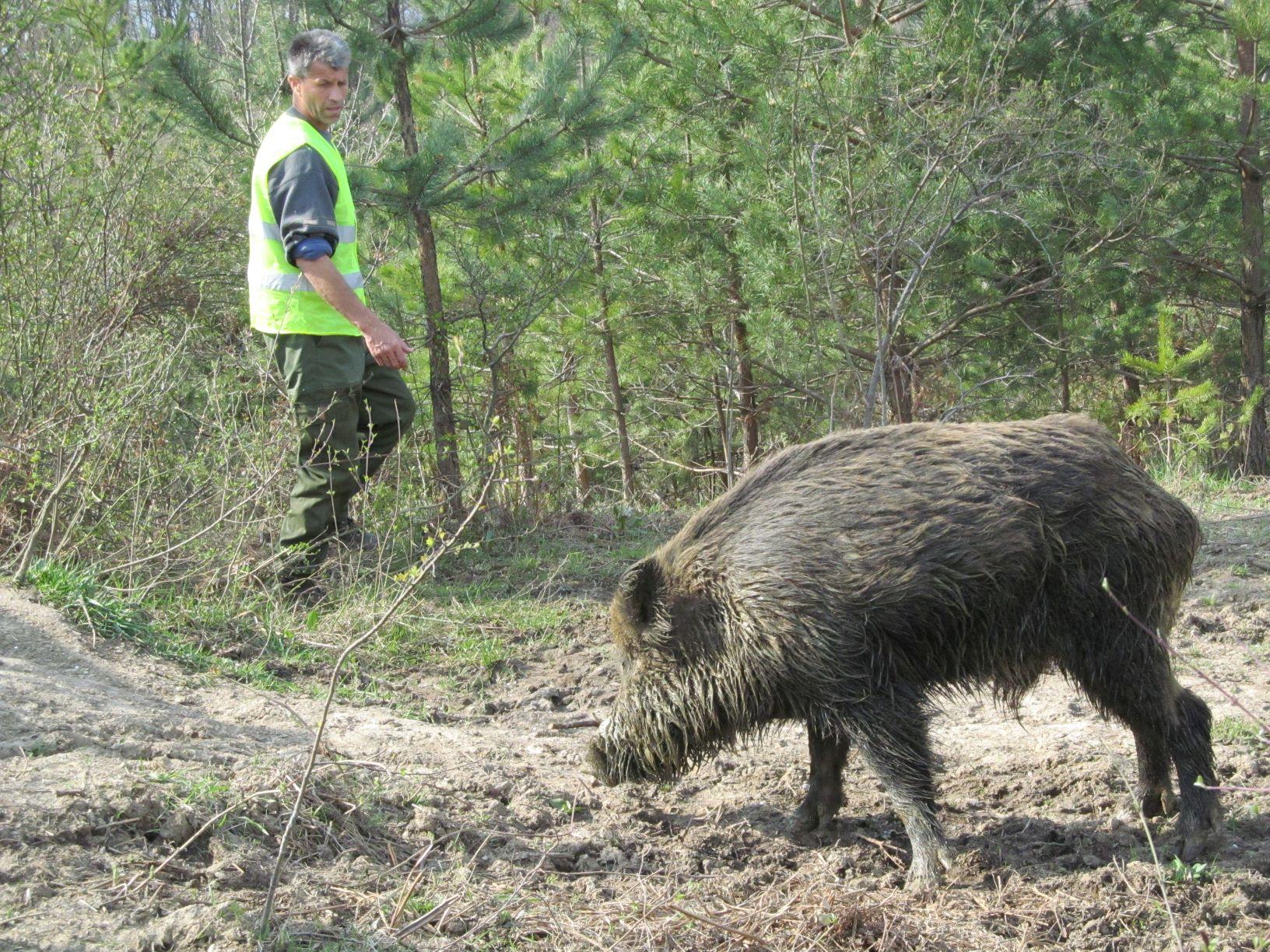 Divlje svinje množe se u napuštenim selima - Avaz