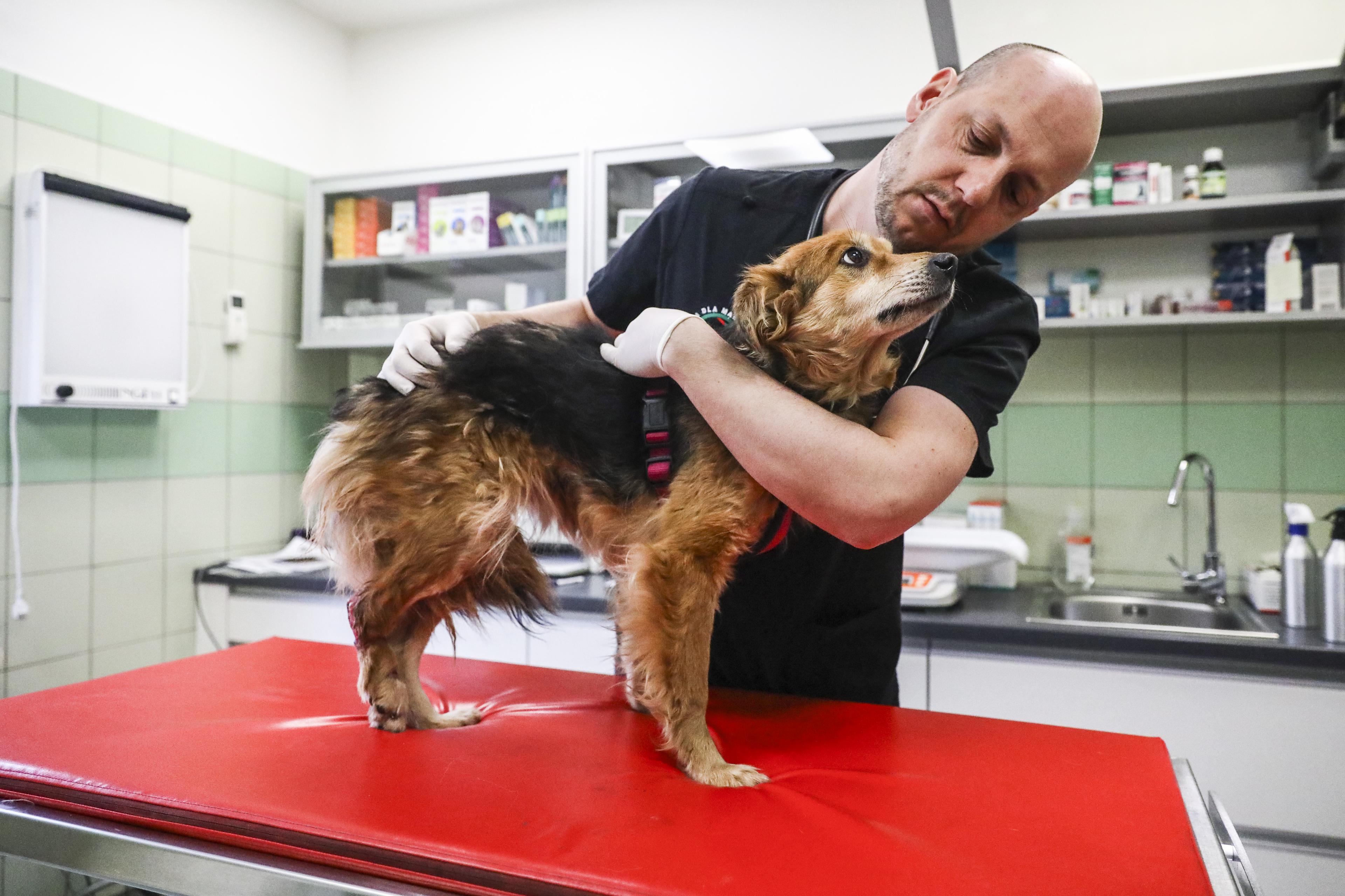 Klinika u Poljskoj pruža sklonište i veterinarsku pomoć životinjama iz Ukrajine