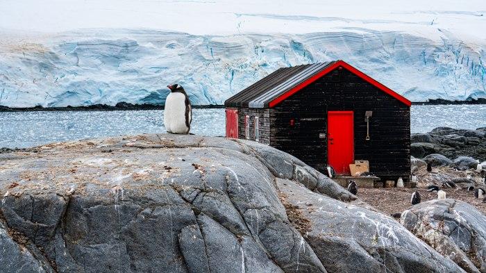 Popularno turističko odredište zapošljava u opisu posla brojanje pingvina