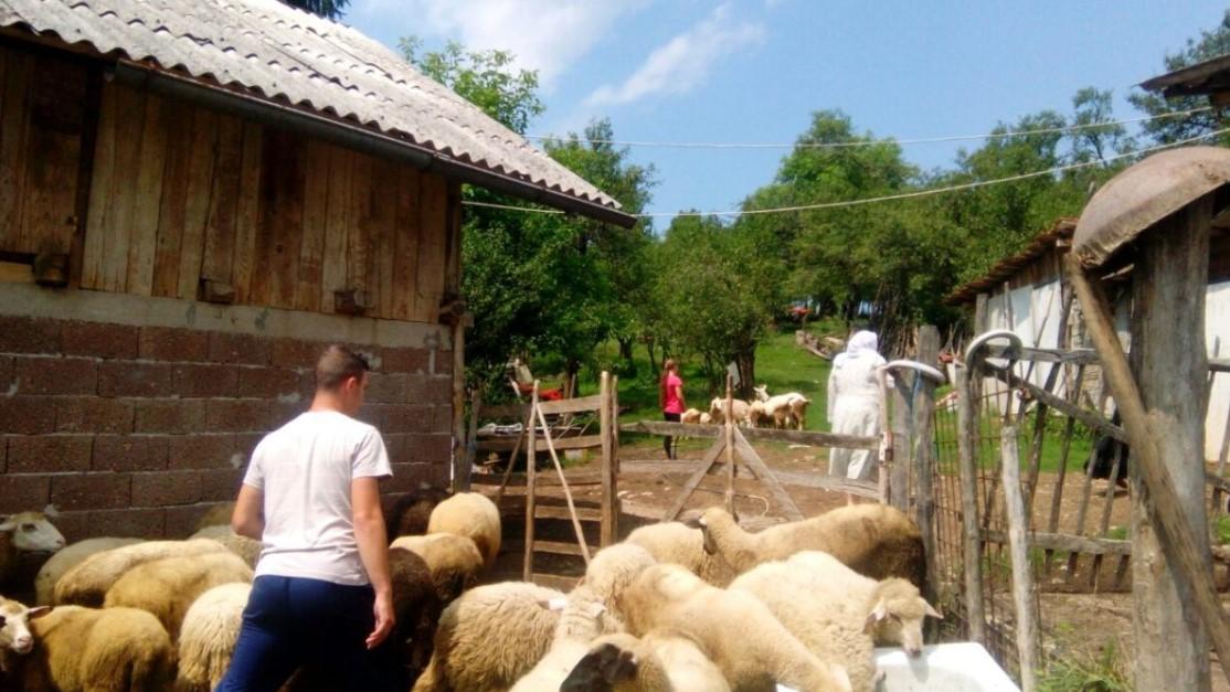 Islamska zajednica u BiH organizuje akciju otkupa kurbana od povratnika