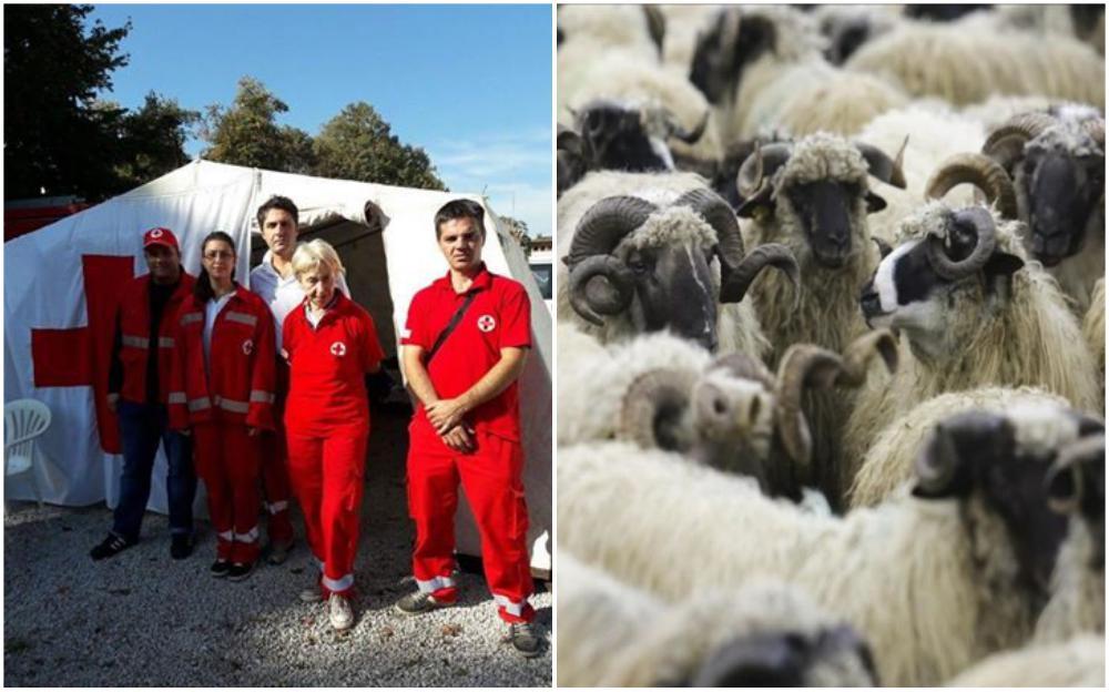 Crveni križ Kantona Sarajevo organizuje akciju prikupljanja kurbanskog mesa za Centralnu kuhinju