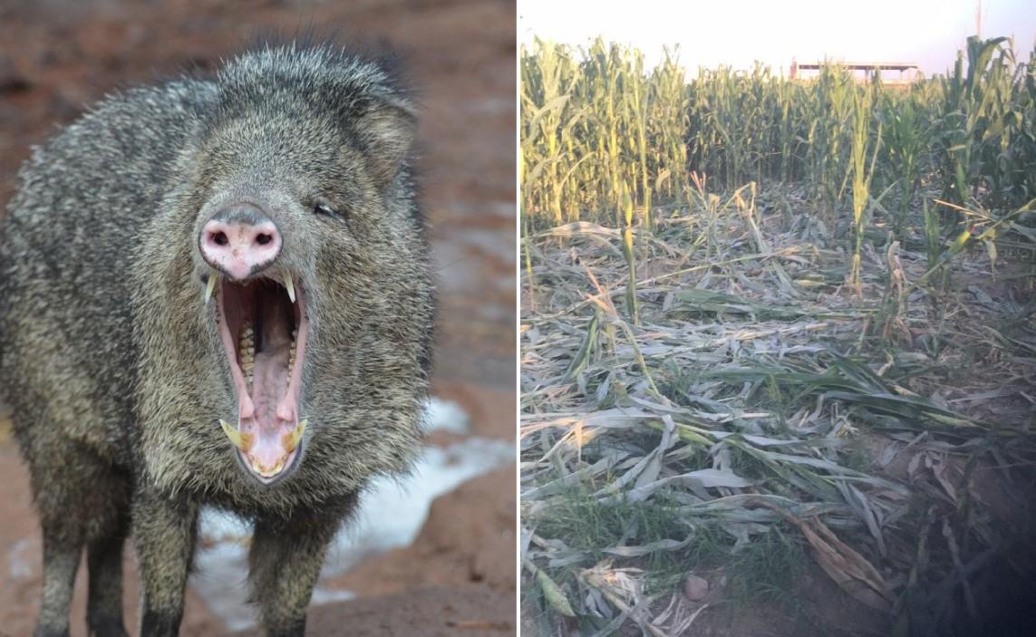 Divlje svinje uništavaju usjeve u Gradačcu - Avaz